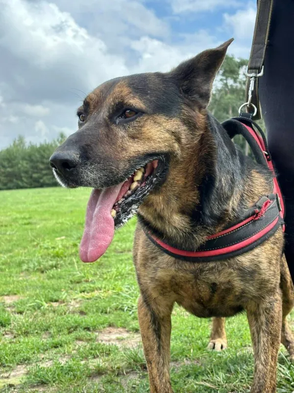 Pies do adopcji, Przyborówko, 14 grudnia 2025 (5/5)