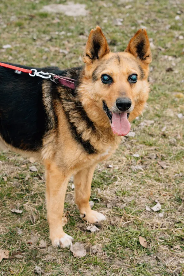 Pies do adopcji, Korabiewice, 2 listopada 2024 (1/5)