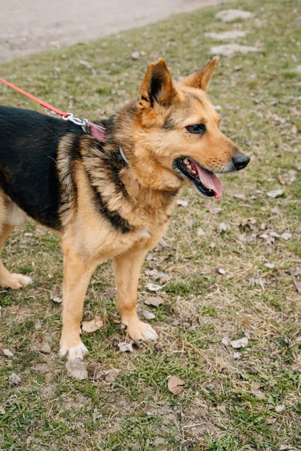 Pies do adopcji, Korabiewice, 2 listopada 2024 (2/5)