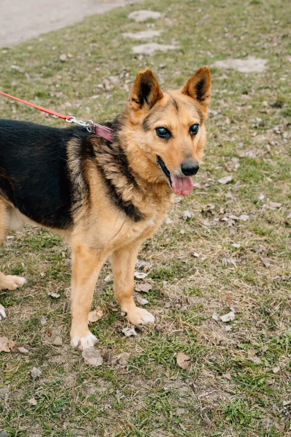 Pies do adopcji, Korabiewice, 2 listopada 2024 (3/5)