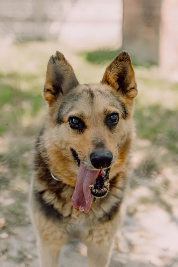 Pies do adopcji, Korabiewice, 2 listopada 2024 (4/5)