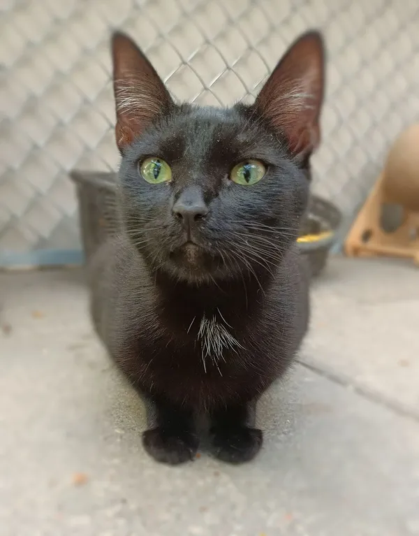 Kot do adopcji, Sopot, 3 listopada 2024 (1/5)