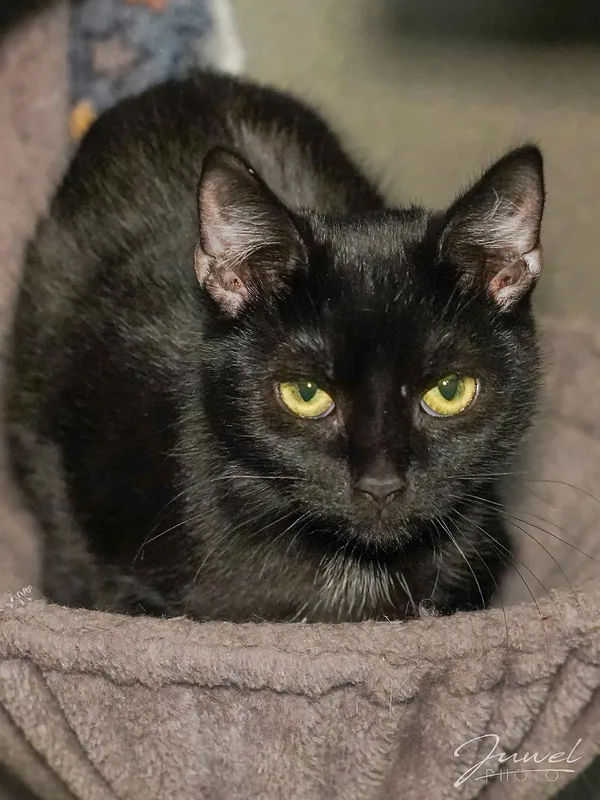 Kot do adopcji, Sopot, 3 listopada 2024 (4/5)