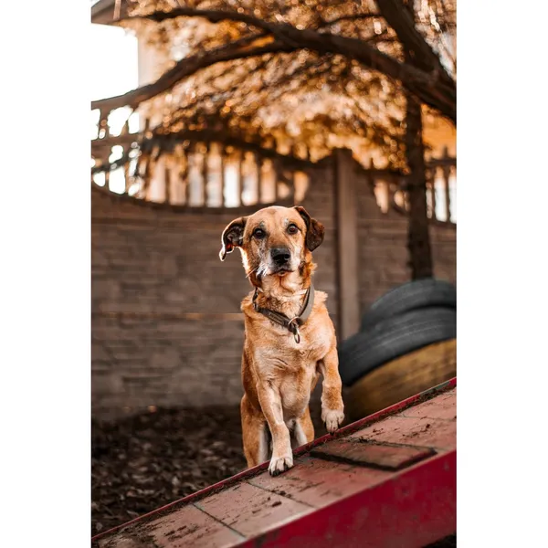 Znaleziono psa, Białystok, 21 października 2024 (1/4)