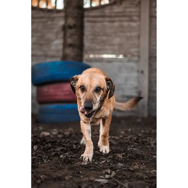 Znaleziono psa, Białystok, 21 października 2024 (4/4)