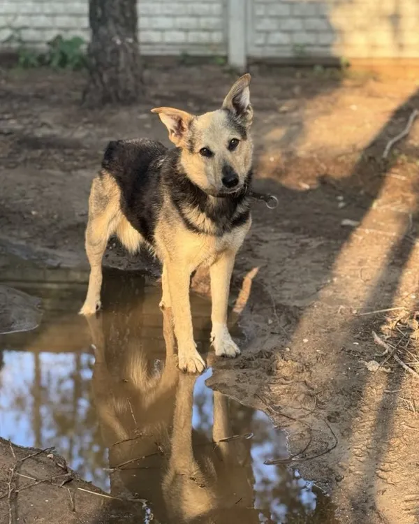 Pies do adopcji, Korabiewice, 5 listopada 2024 (2/5)