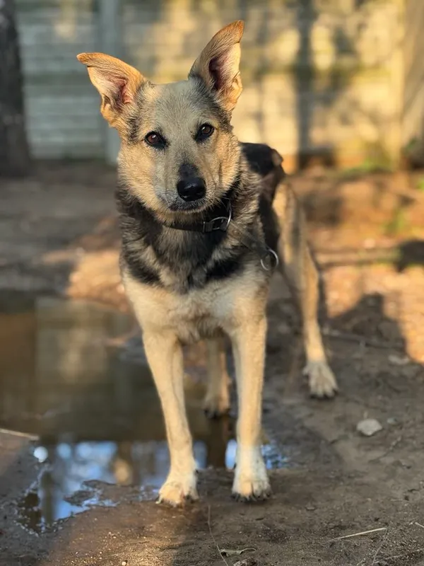 Pies do adopcji, Korabiewice, 5 listopada 2024 (4/5)