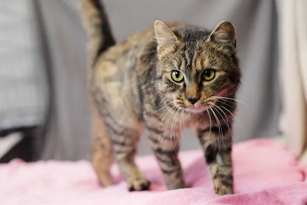 Znaleziono kota, Sosnowiec, 30 października 2024 (3/5)