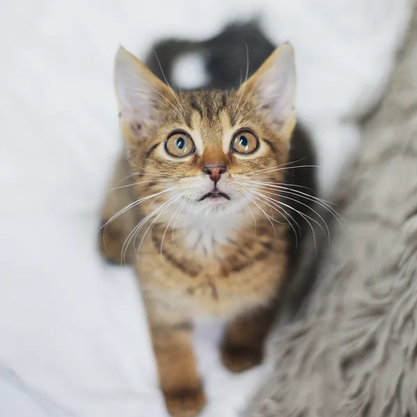 Znaleziono kota, Sosnowiec, 1 listopada 2024 (1/4)