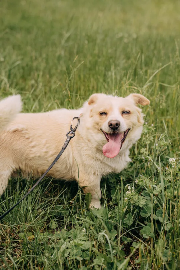 Pies do adopcji, Korabiewice, 6 listopada 2024 (2/5)