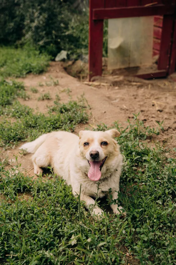 Pies do adopcji, Korabiewice, 6 listopada 2024 (3/5)