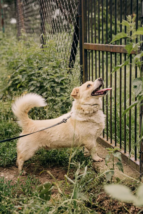 Pies do adopcji, Korabiewice, 6 listopada 2024 (4/5)