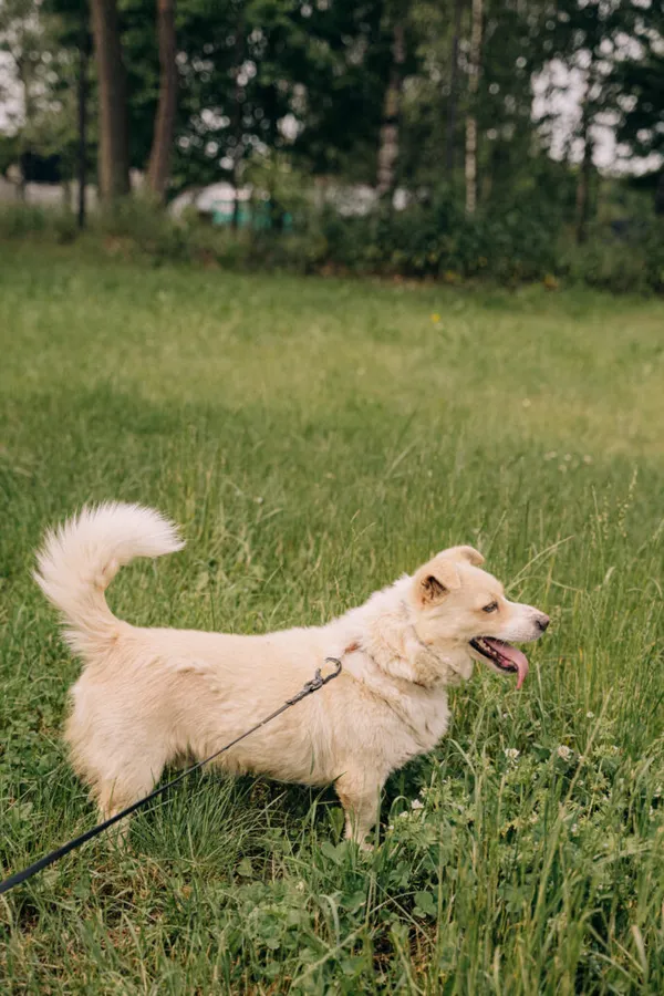 Pies do adopcji, Korabiewice, 6 listopada 2024 (5/5)