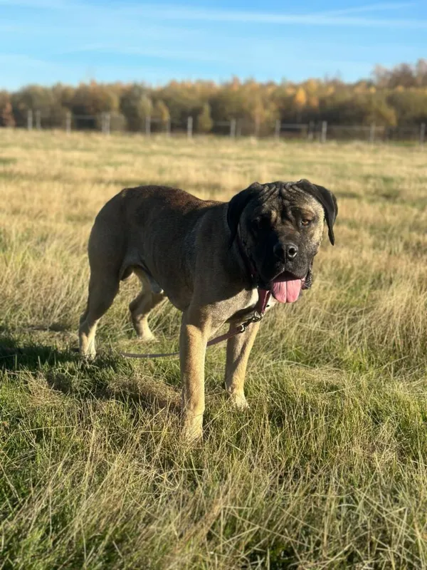 Pies do adopcji, Korabiewice, 6 listopada 2024 (1/5)