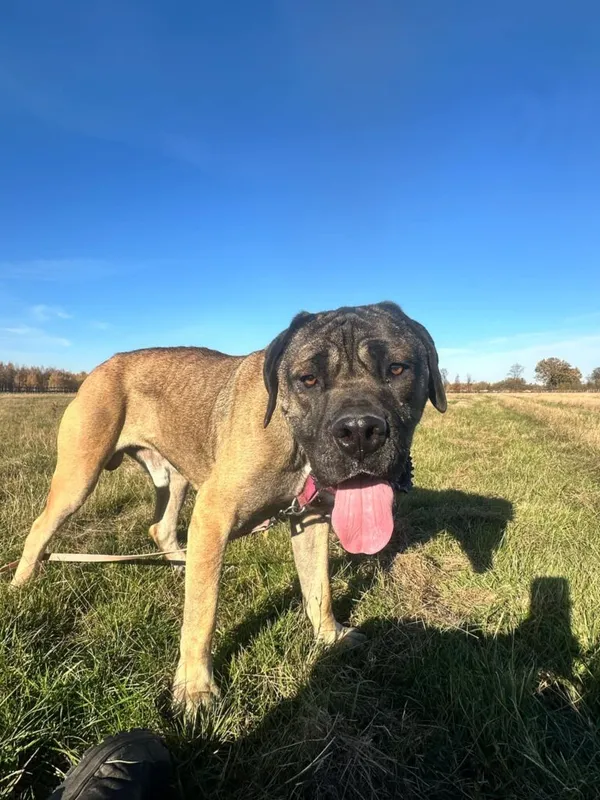 Pies do adopcji, Korabiewice, 6 listopada 2024 (2/5)