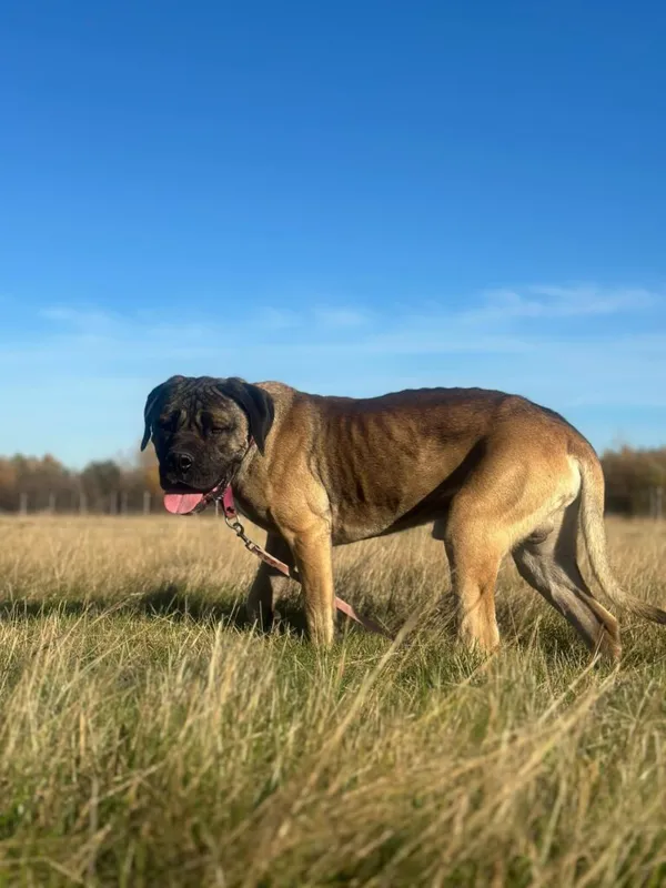 Pies do adopcji, Korabiewice, 6 listopada 2024 (3/5)