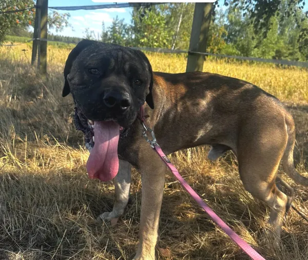 Pies do adopcji, Korabiewice, 6 listopada 2024 (4/5)