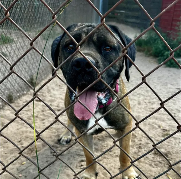 Pies do adopcji, Korabiewice, 6 listopada 2024 (5/5)