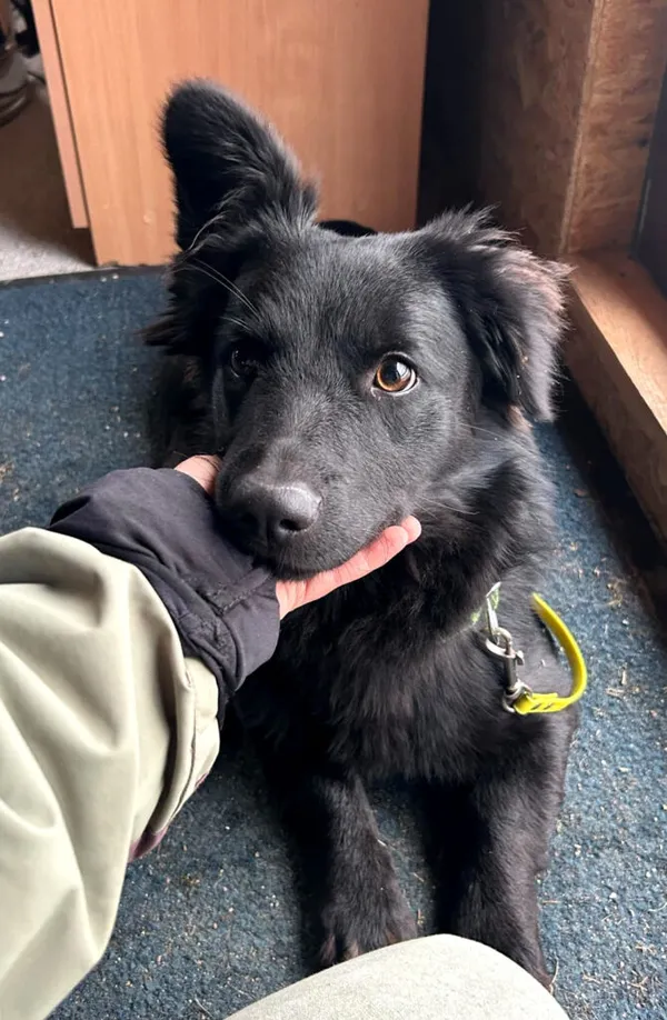 Pies do adopcji, Korabiewice, 6 listopada 2024 (1/5)