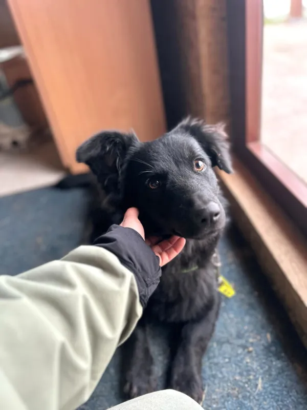 Pies do adopcji, Korabiewice, 6 listopada 2024 (4/5)