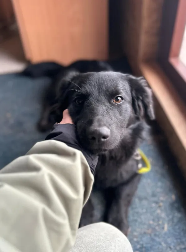 Pies do adopcji, Korabiewice, 6 listopada 2024 (5/5)