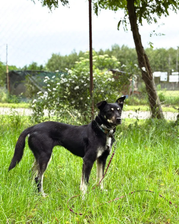 Pies do adopcji, Korabiewice, 6 listopada 2024 (1/5)