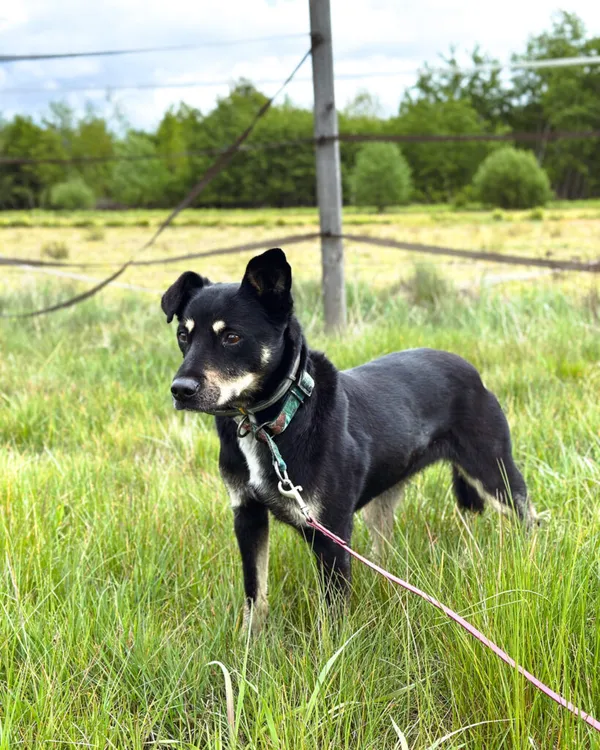 Pies do adopcji, Korabiewice, 6 listopada 2024 (2/5)