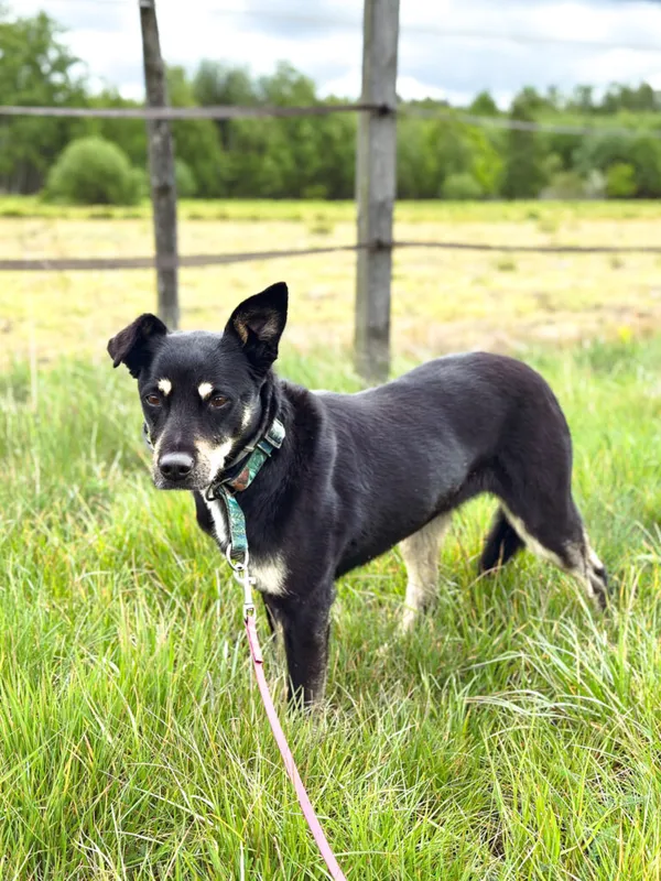 Pies do adopcji, Korabiewice, 6 listopada 2024 (3/5)