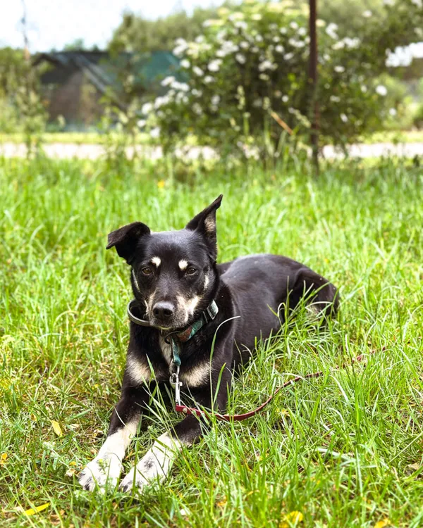 Pies do adopcji, Korabiewice, 6 listopada 2024 (4/5)