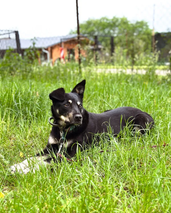 Pies do adopcji, Korabiewice, 6 listopada 2024 (5/5)