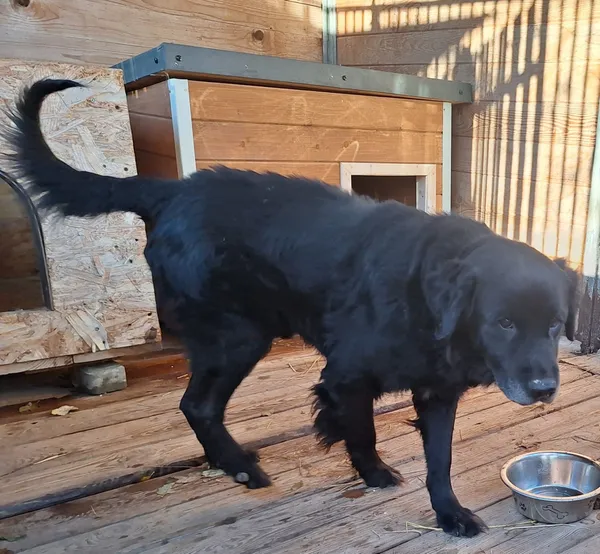 Pies do adopcji, Orzechowce, 5 listopada 2024 (2/5)