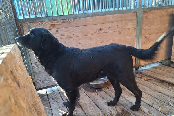 Pies do adopcji, Orzechowce, 5 listopada 2024 (3/5)