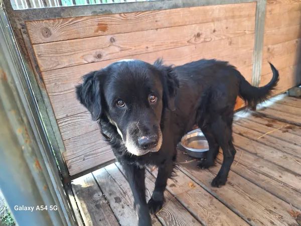 Pies do adopcji, Orzechowce, 5 listopada 2024 (4/5)