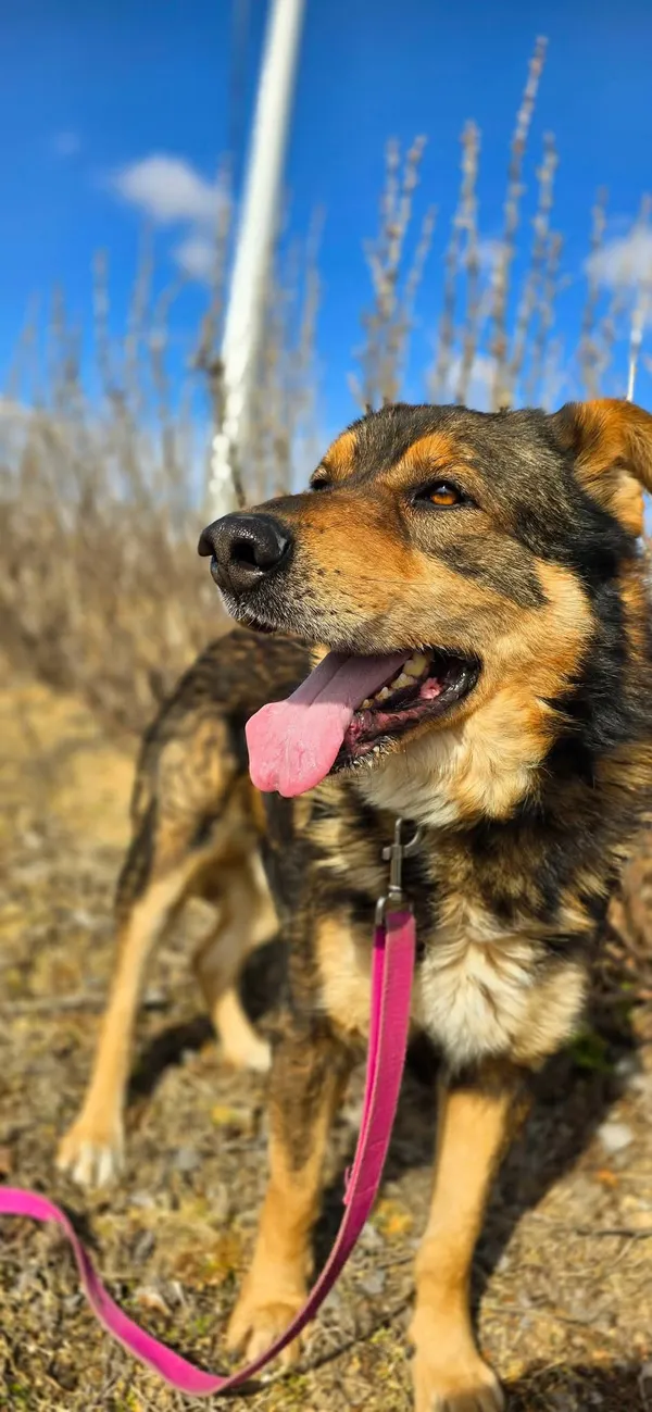 Pies do adopcji, Orzechowce, 5 listopada 2024 (5/5)