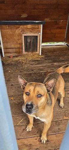 Pies do adopcji, Orzechowce, 5 listopada 2024 (5/5)