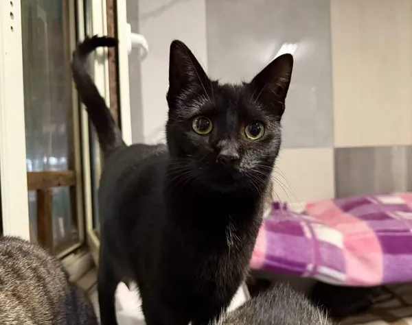 Znaleziono kota, Chojnice, 5 listopada 2024