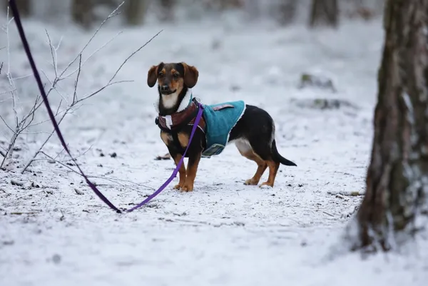 Pies do adopcji, Piła, 24 sierpnia 2024 (2/4)