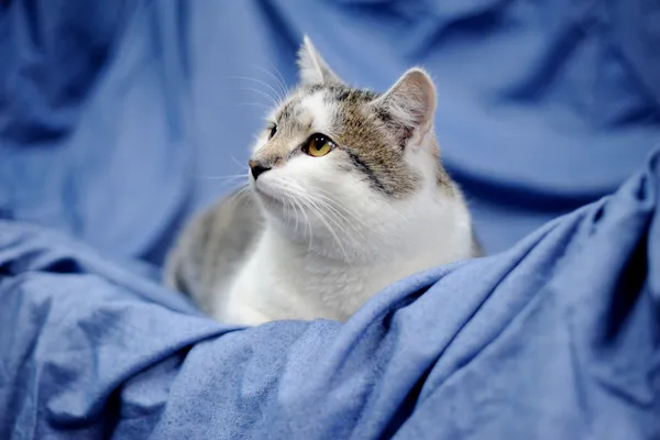 Znaleziono kota, Sosnowiec, 7 listopada 2024 (3/5)