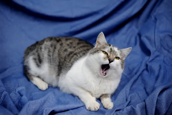 Znaleziono kota, Sosnowiec, 7 listopada 2024 (5/5)