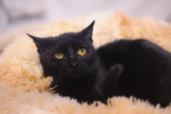 Znaleziono kota, Sosnowiec, 7 listopada 2024 (3/5)