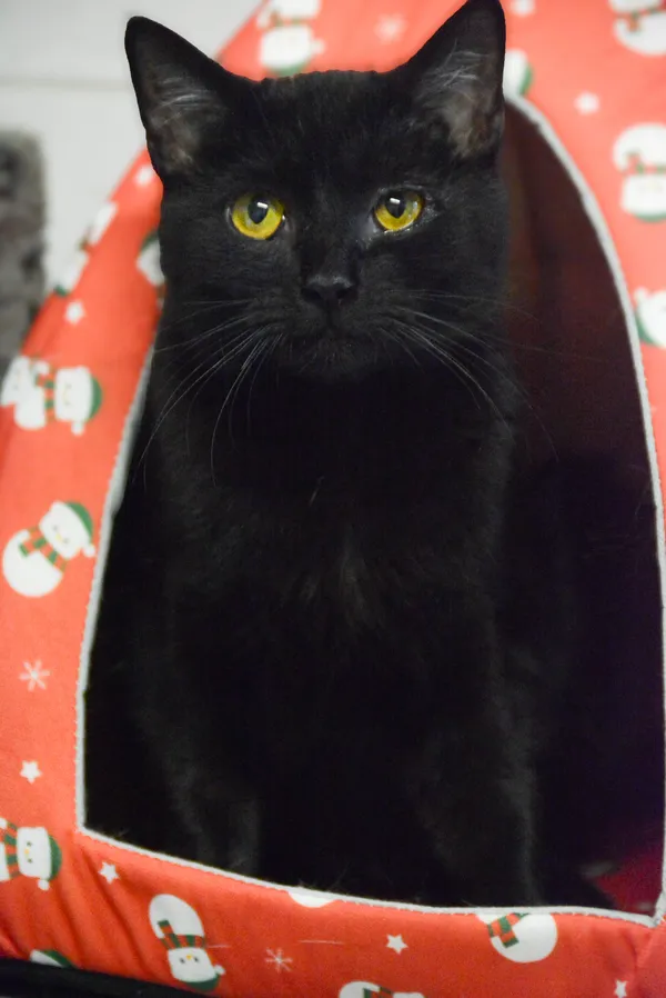 Znaleziono kota, Sosnowiec, 7 listopada 2024 (5/5)