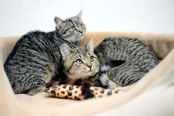 Znaleziono kota, Sosnowiec, 6 listopada 2024 (4/5)