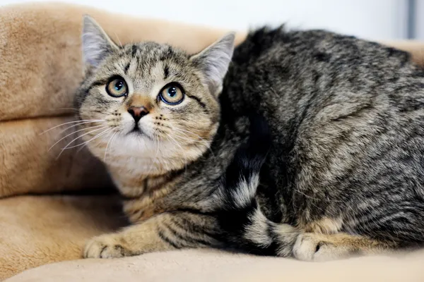 Znaleziono kota, Sosnowiec, 6 listopada 2024 (2/5)