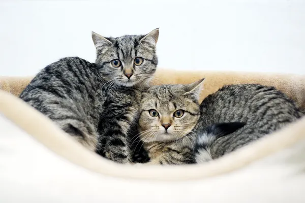 Znaleziono kota, Sosnowiec, 6 listopada 2024 (4/5)