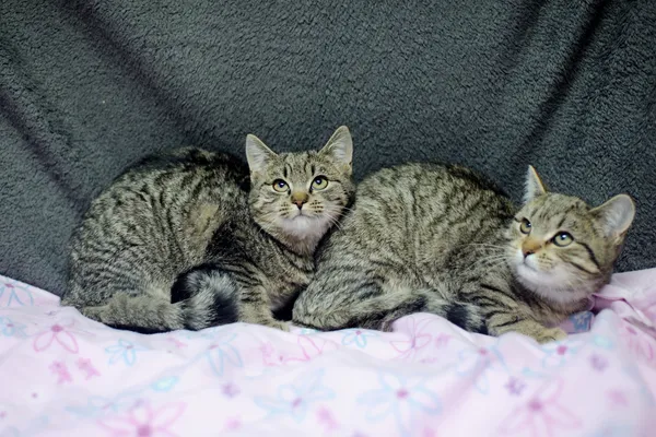 Znaleziono kota, Sosnowiec, 6 listopada 2024 (4/5)