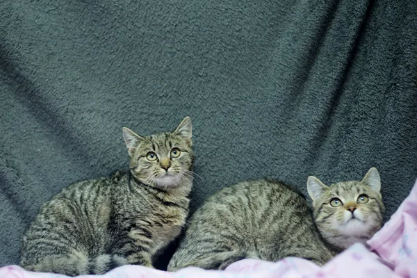 Znaleziono kota, Sosnowiec, 6 listopada 2024 (5/5)