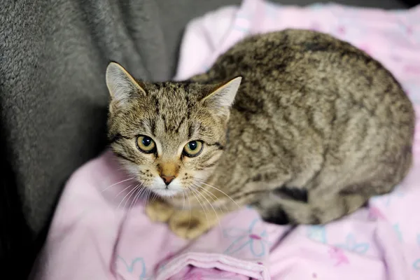 Znaleziono kota, Sosnowiec, 6 listopada 2024 (1/5)