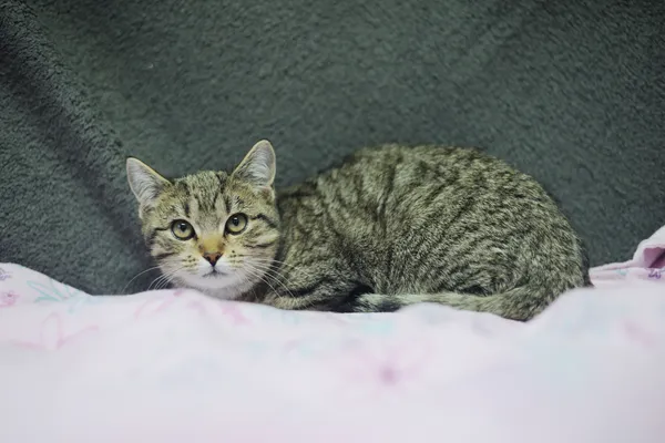 Znaleziono kota, Sosnowiec, 6 listopada 2024 (3/5)