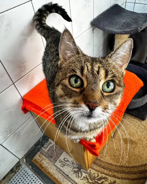 Znaleziono kota, Łódź, 13 listopada 2024 (2/2)