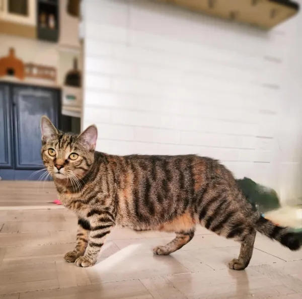 Kot do adopcji, Piła, 30 sierpnia 2024 (1/3)